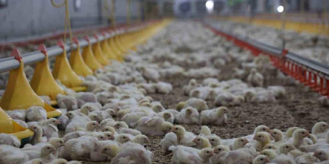 Devlet desteğiyle ikinci çiftliğini açtı: Yılda 360 ton beyaz et sağlıyor 8